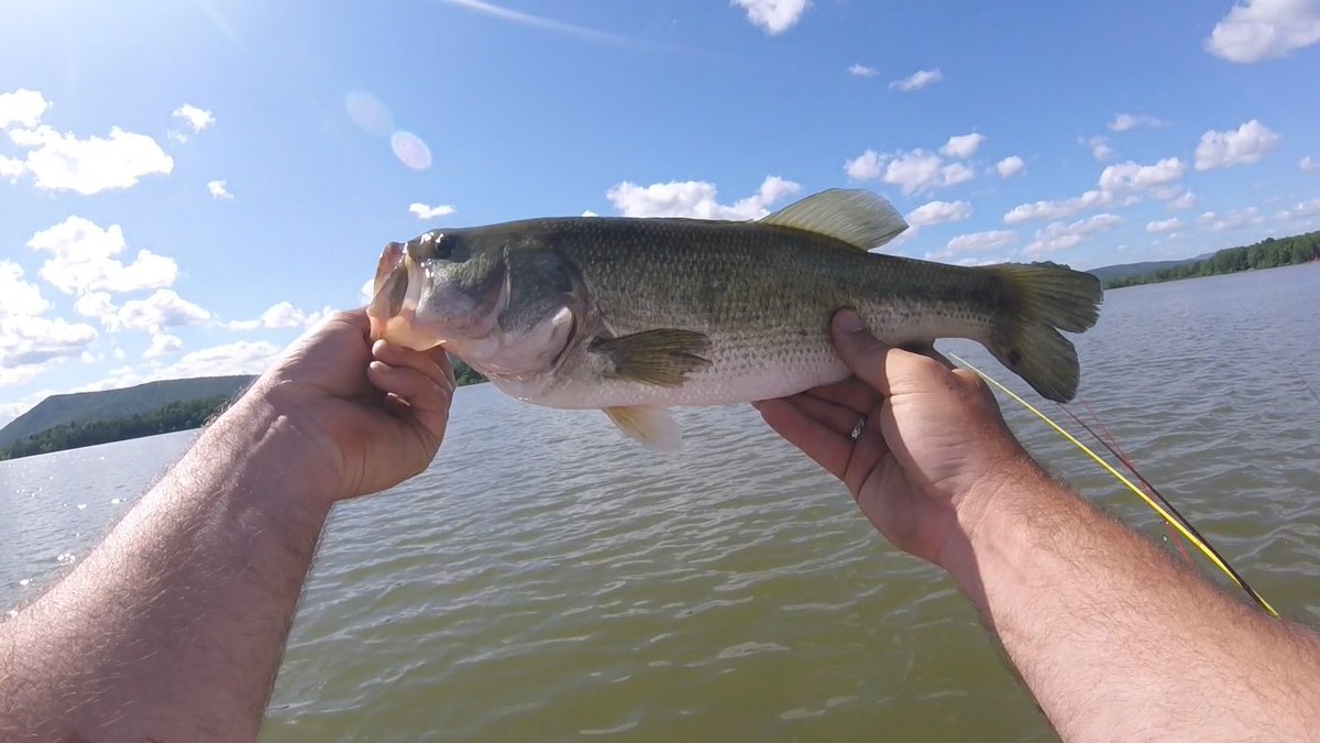 Virginia Bassin' tweet media