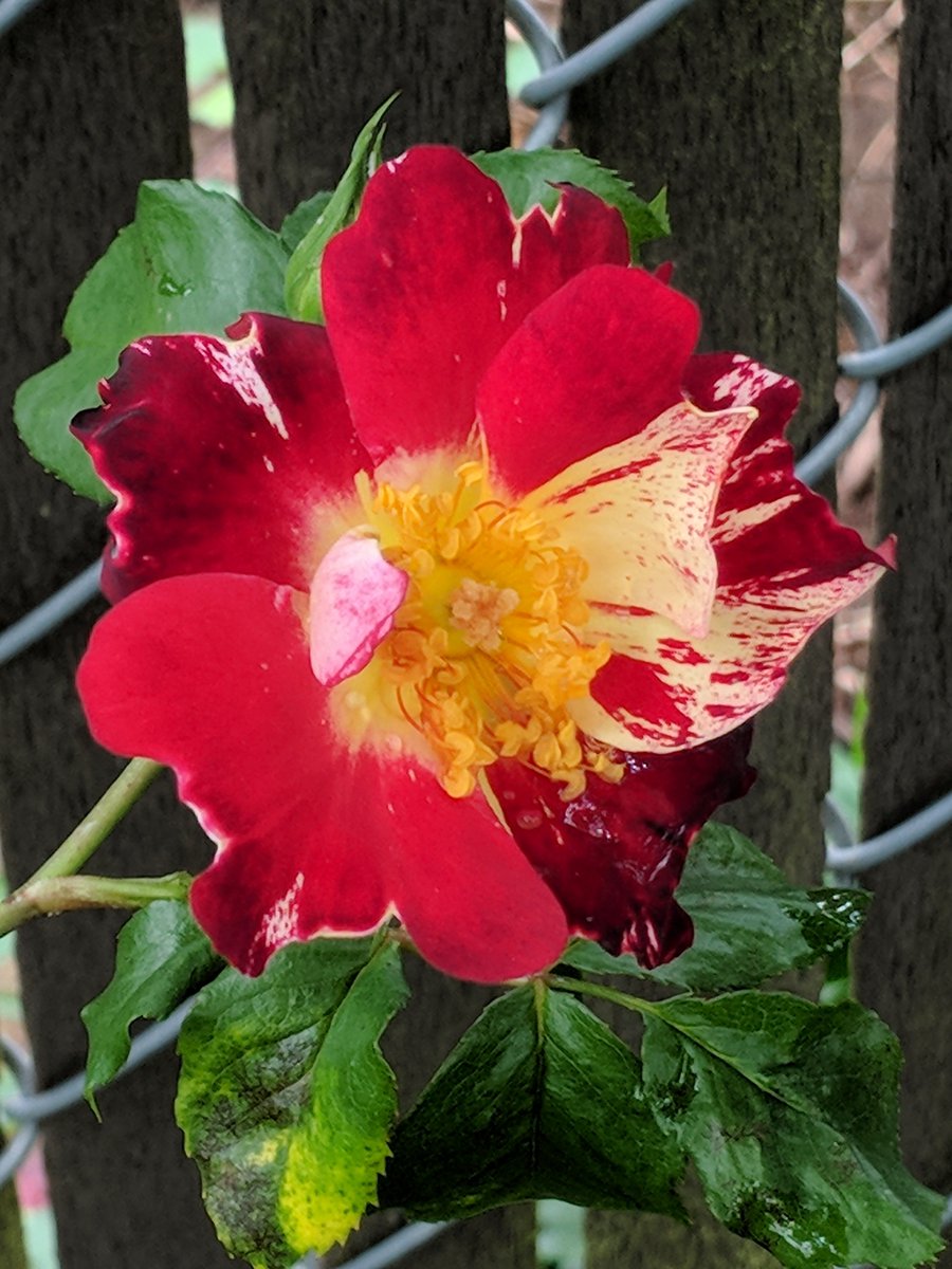 Theresa Snyder (@theresasnyder19) on Twitter photo @MusicAsMetaphor @Joerallec <a href="/BourneCaddir/">KB.</a> @heartcall <a href="/outreach_kate/">Kate</a> <a href="/BiceMatheson/">Lee Bice-Matheson</a> @Lebenjaminvial @StarBluez101 <a href="/TheMMarcanoShow/">Marky Marcano</a> <a href="/DShojiNakamoto/">D. Shoji Nakamoto</a> <a href="/pomander_pat/">Pat O'Meara</a> <a href="/jimm_burrell/">James E Burrell</a> <a href="/mqfanclub/">MICHELLE QURESHI FAN</a> <a href="/fuzzwuzz09/">Fuzzy Wuzzy 😎</a> <a href="/SherwoodFoods1/">Sherwood Foods</a> What a pleasant way to start my morning. Thank you, Michelle. I love these little jewels in my day. @MusicAsMetaphor @Joerallec <a href="/BourneCaddir/">KB.</a> @heartcall <a href="/outreach_kate/">Kate</a> <a href="/BiceMatheson/">Lee Bice-Matheson</a> @Lebenjaminvial @StarBluez101 <a href="/TheMMarcanoShow/">Marky Marcano</a> <a href="/DShojiNakamoto/">D. Shoji Nakamoto</a> <a href="/pomander_pat/">Pat O'Meara</a> <a href="/jimm_burrell/">James E Burrell</a> <a href="/mqfanclub/">MICHELLE QURESHI FAN</a> <a href="/fuzzwuzz09/">Fuzzy Wuzzy 😎</a> <a href="/SherwoodFoods1/">Sherwood Foods</a> What a pleasant way to start my morning. Thank you, Michelle. I love these little jewels in my day.