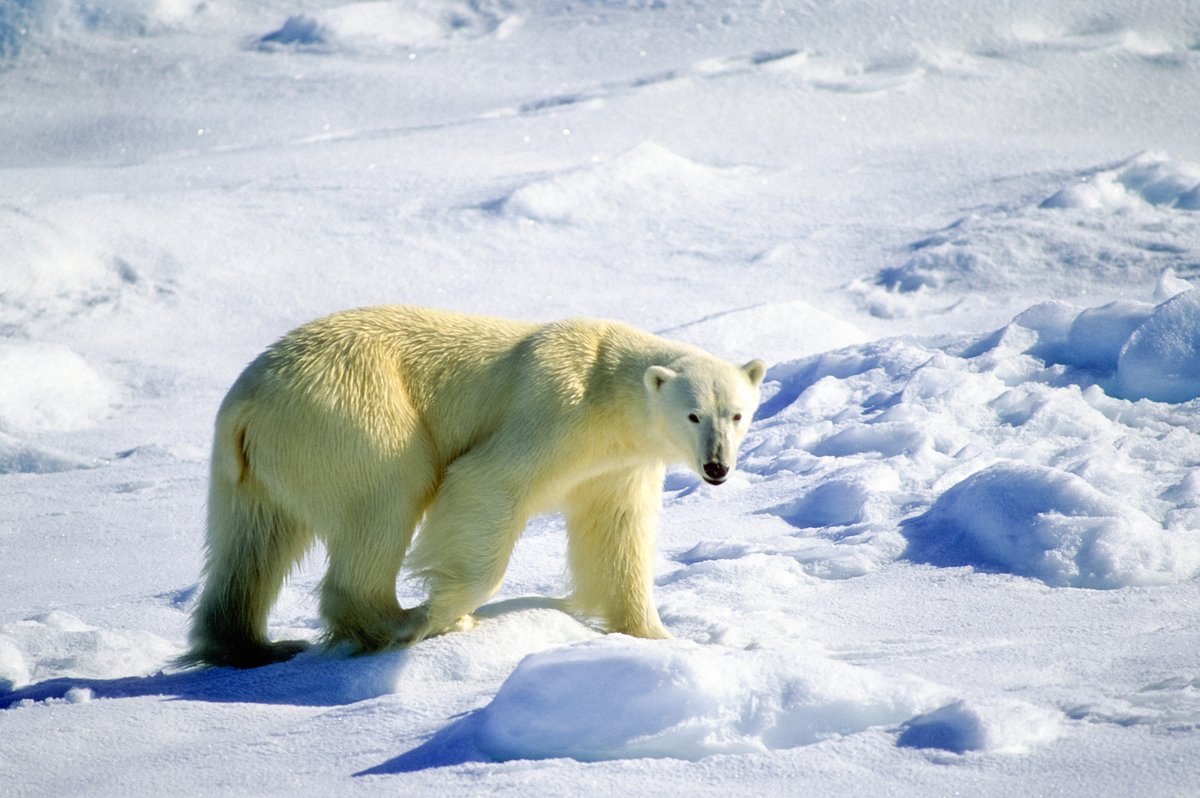 #DidYouKnow Wapusk means “White Bear” in Cree? Wapusk National Park earns its name because it protects one of the world’s largest known polar bear maternity denning areas! ow.ly/hliA30jMmpq