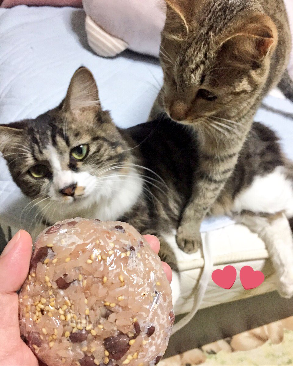 milkmome's tweet photo. 赤飯とモカピ😺バター https://t.co/iwjnfM0akp