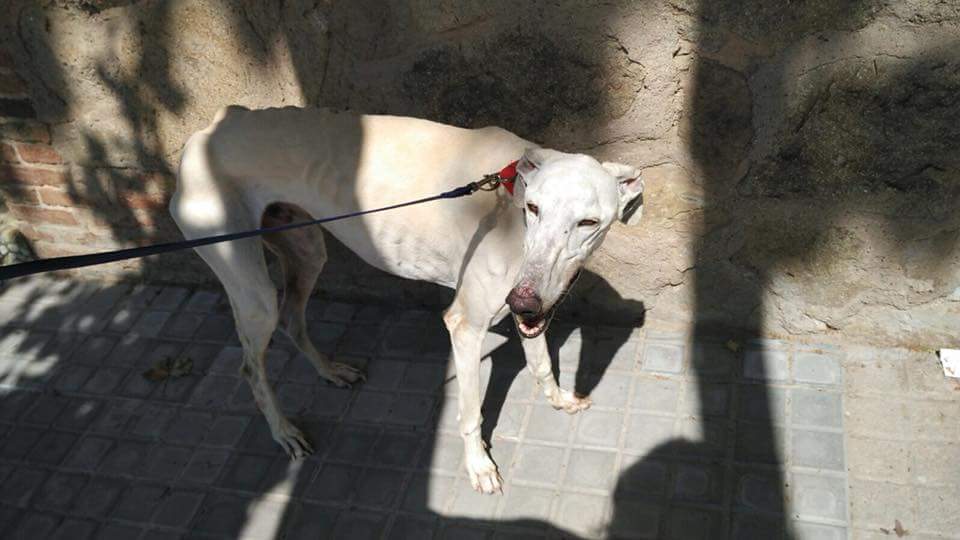 galgos112's tweet photo. #BoletíndelosJueves lleno de #adopciones: Lluvia, Lennon y Serena, y 1 nueva #acogida: Carlitos. Ímplicate y #salvavidas.
#adopta #acoge
#TuesdayJournal full of #adoptions: Lluvia, Lennon & Serena + a new foster: Carlitos. Get involved & #savelifes.
#adopt #foster https://t.co/kmT6TJpehD