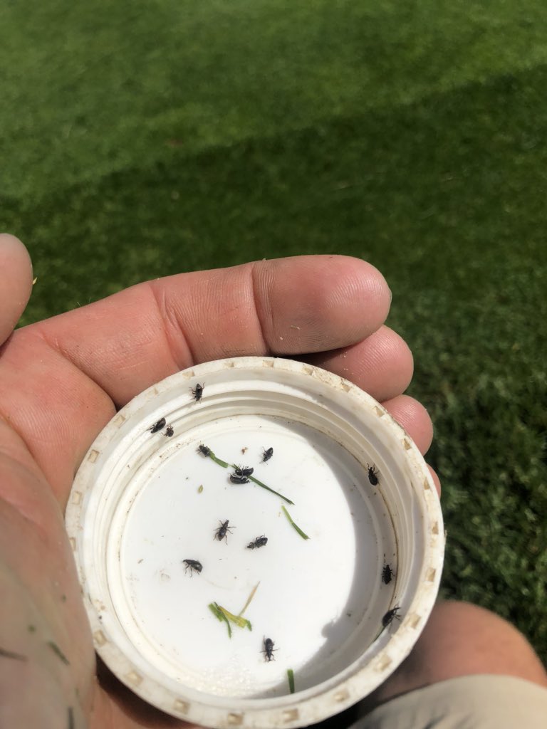 AndrewDooleyGCS's tweet photo. @TurfEnto seeing lots of #evilweevil adults today on a 2x5’ soap flush.  Seeing very little larvae damage thus far...knock on wood!  @ajgolf76 @itsnotjustgrass @QwabeWandile https://t.co/KXSpAB5MiY