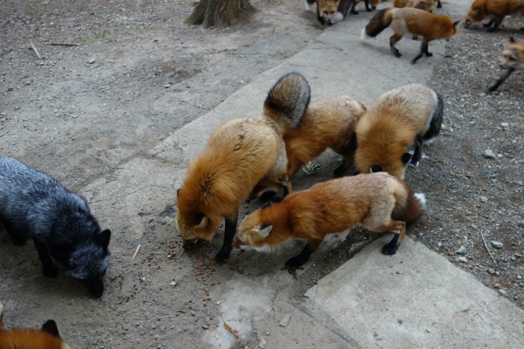 キツネ画像bot (@fox_mods) on Twitter photo 