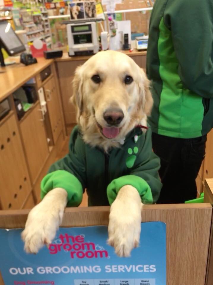 callion_cormac's tweet photo. This dog works at pets at home and it’s actually the best thing I’ve ever seen https://t.co/FnNM4ZvLOs