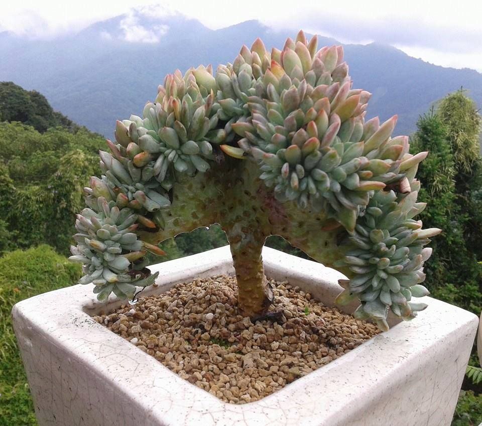 GardeningPhotos's tweet photo. Crested Graptoveria 'Fred Ives'. https://t.co/LdGQn452Gv