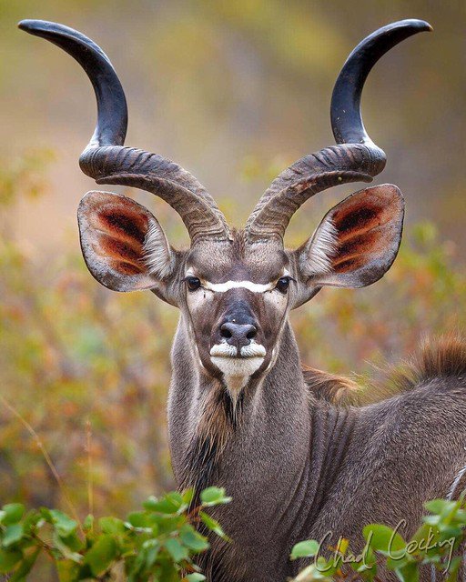 originsafaris's tweet photo. Incredible shot of a beautiful male kudu by @chadcocking https://t.co/R5hRuYV2VL
#originsafaris #africa #travel #photography #safari #safariphotography #luxurysafari #privateguidedsafari #passionpassport #instagood #followme #bucketlist #safariarchitects #privateguided
#kudu https://t.co/2QDSKVSKIM