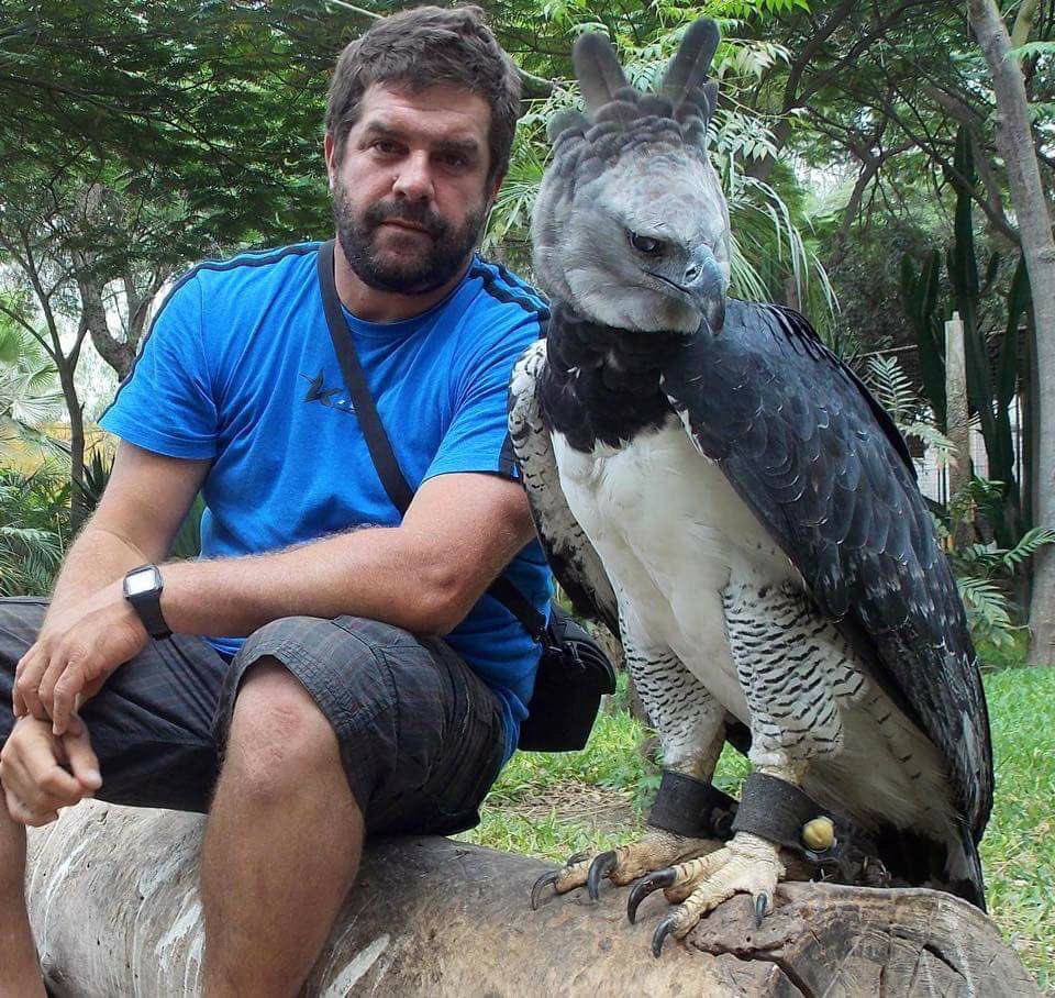 bushcamp2's tweet image. Check out the size of this Harpy Eagle!! It has a wingspan of over 7 feet!  (From @welcomet0nature)