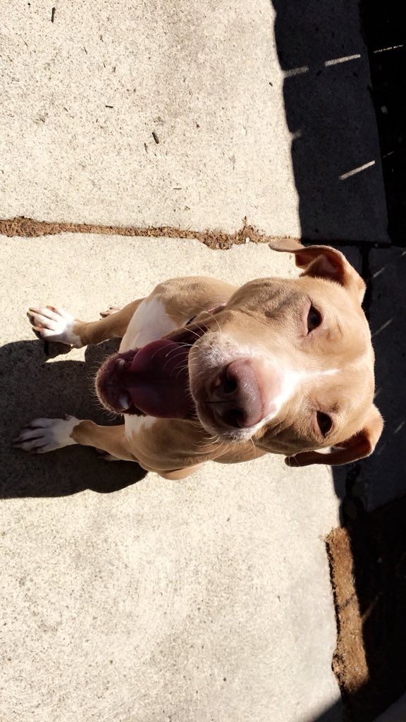shelbylea18's tweet photo. sassy #pitbaby 💓 https://t.co/ImKe1bNL95