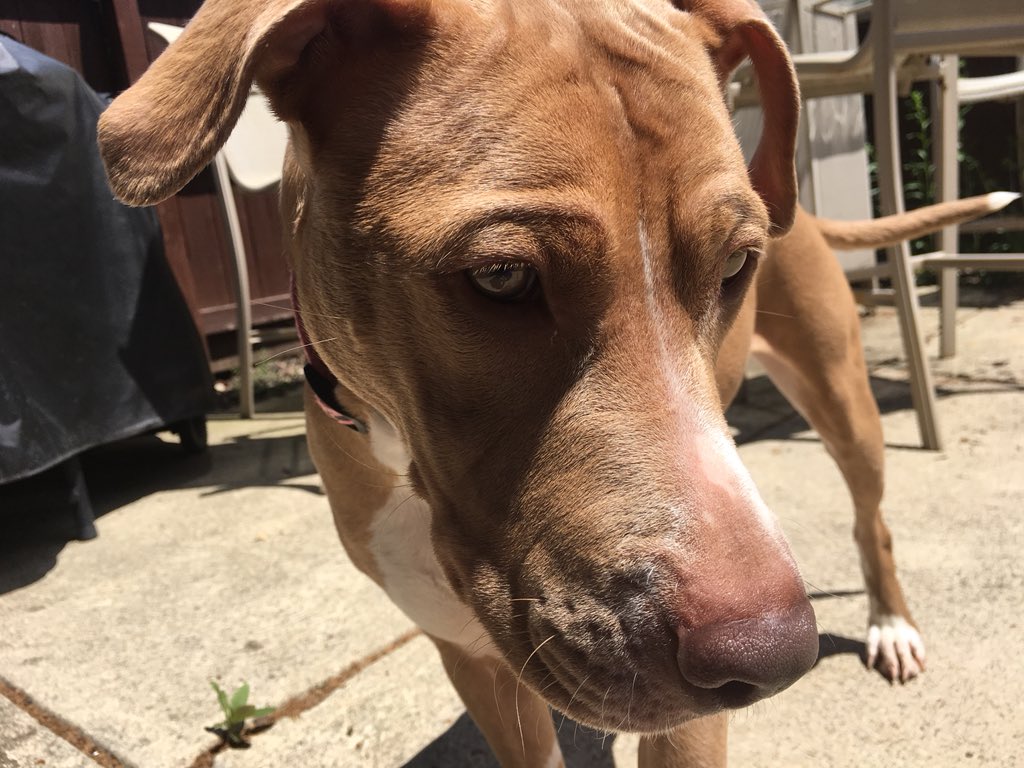 shelbylea18's tweet photo. sassy #pitbaby 💓 https://t.co/ImKe1bNL95