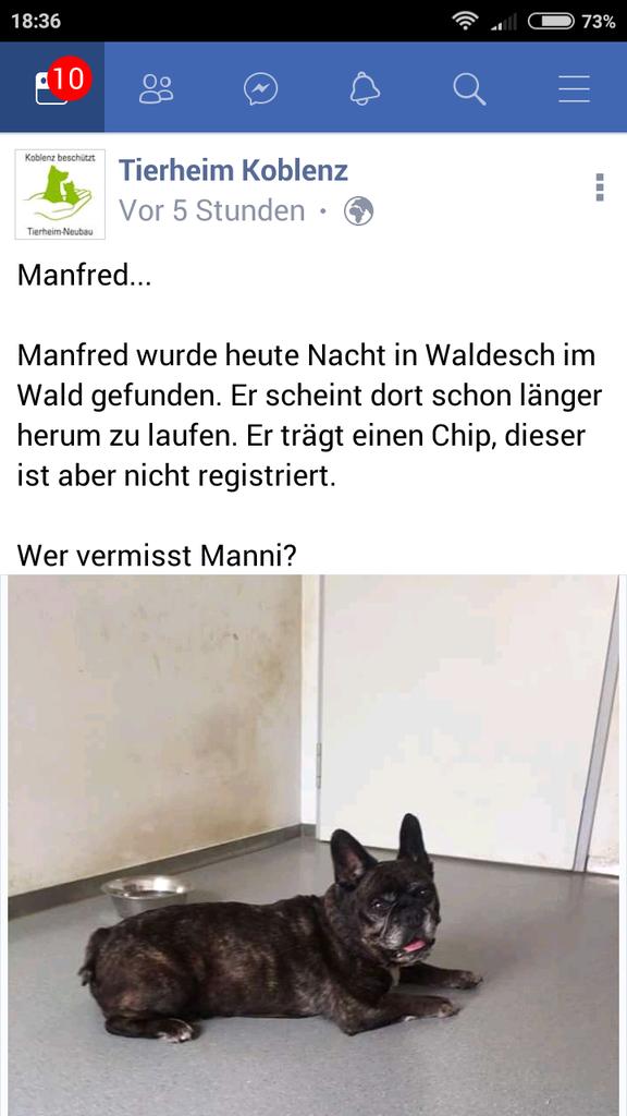 Babsi58089's tweet photo. #Waldesch #Fundhund #vermisst #gefunden #Hund https://t.co/T8tdWoy29s