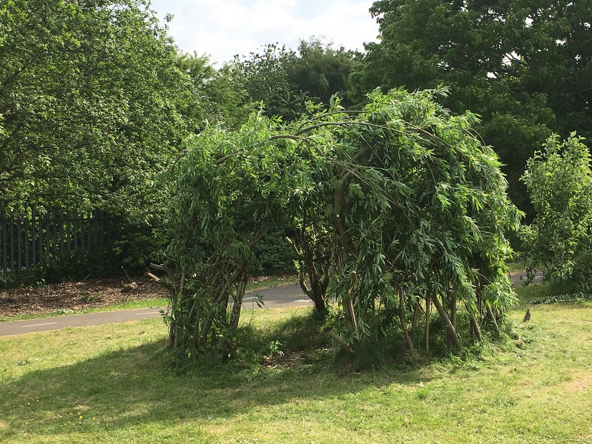 wilsonstfeed's tweet photo. Super effort from class 3.3 and 4.3 in getting our School Den operational in Environment week #wssecondary #wsscience #wsenvironmentweek https://t.co/bnT0bB4z4r