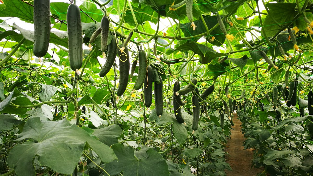 SergiOronich's tweet photo. Harvest still goes on in our #cucumber #greenhouse in #Ariany #Mallorca. This crop never runs out of fruit!! 🥒🥒🥒

Seguimos cortando #pepino en #invernadero, cerca de Ariany en Mallorca. Esta planta nunca se queda sin fruto!! https://t.co/pC9ovFZPBP