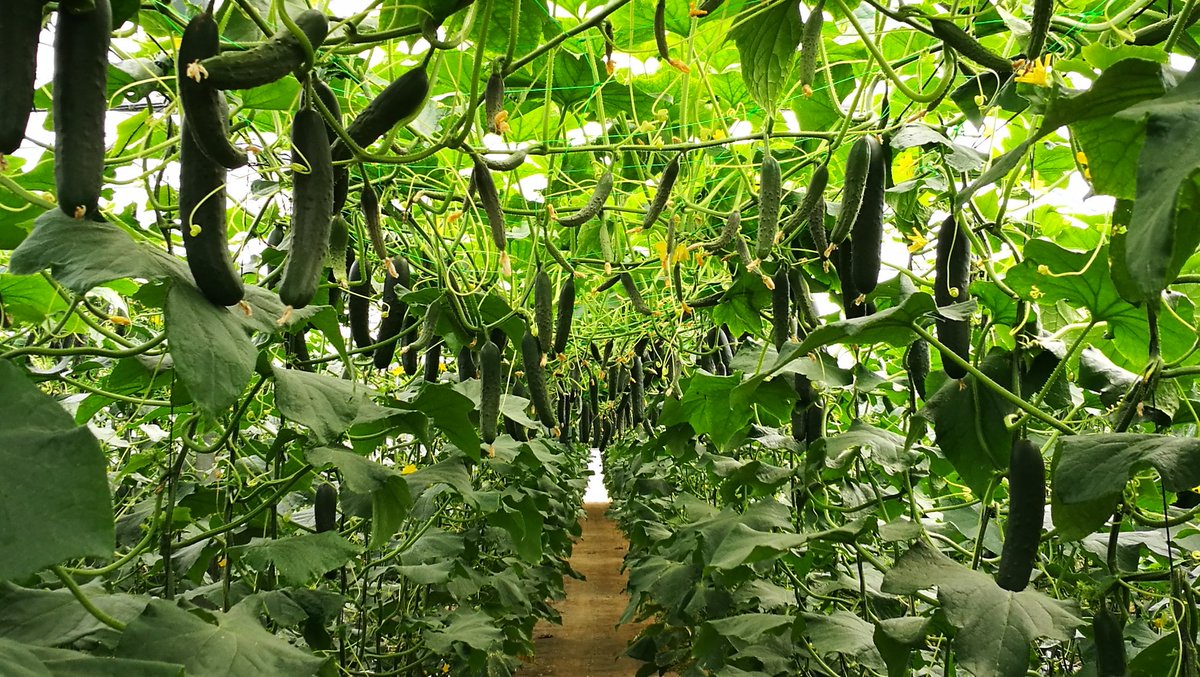 SergiOronich's tweet photo. Harvest still goes on in our #cucumber #greenhouse in #Ariany #Mallorca. This crop never runs out of fruit!! 🥒🥒🥒

Seguimos cortando #pepino en #invernadero, cerca de Ariany en Mallorca. Esta planta nunca se queda sin fruto!! https://t.co/pC9ovFZPBP