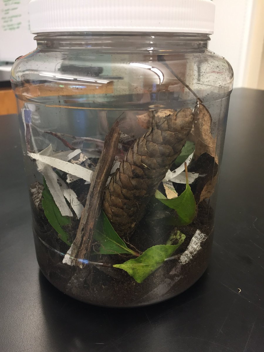 TaylorUESgrade5's tweet photo. We set up our jar to study the behavior of decomposers in an ecosystem. https://t.co/6HmokXOEt1