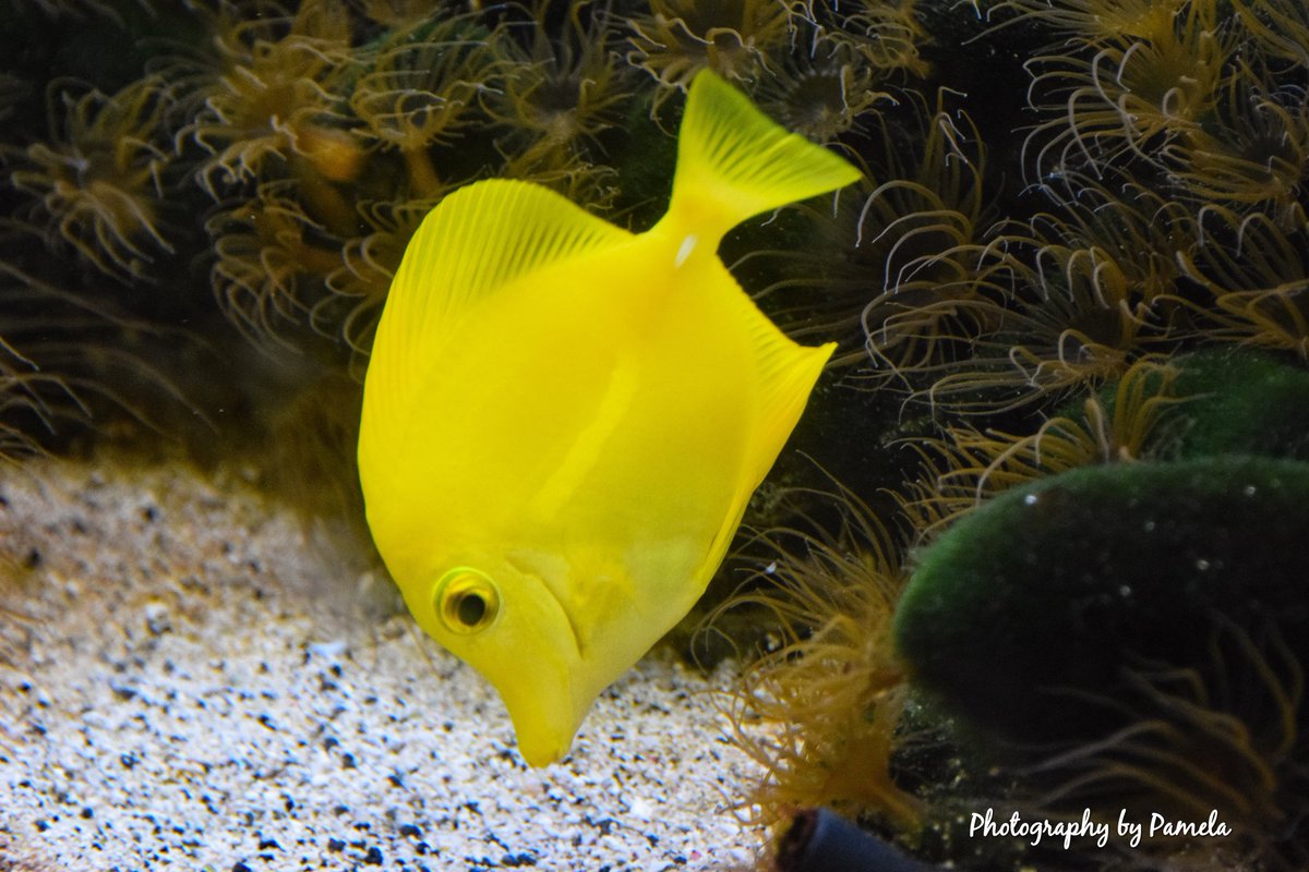 photos96743's tweet image. Yellow Tang....
#photographybypamela808 #yellowtang #fish #tropicalfish #hawaii #reeffish