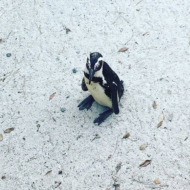 rean_anais's tweet image. Girovagando alla ricerca di fluffità! #timeformyself #timeforrelax #timeforfun #friends #friendstime #penguin🐧 #lalala #alwaysfluffy