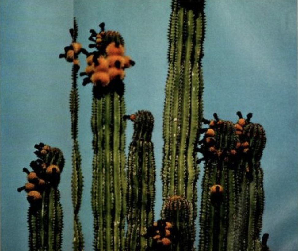 The H-Town heat is on, y'all! Find an oasis in the nest's refreshing cocktails and local brews. Any time a Houston sports team is playing, select H-Town beers are $3! #MontroseHTX #MontroseHouston #HoustonSports