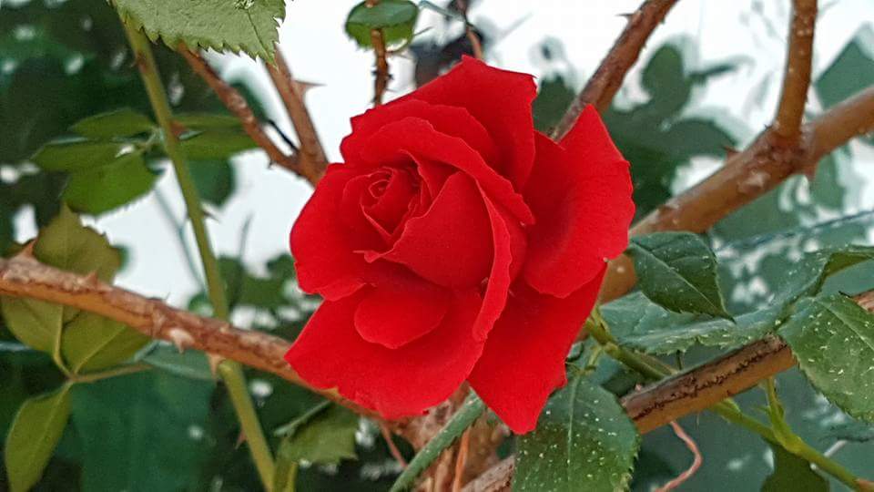 평화를 구걸하지 마라.