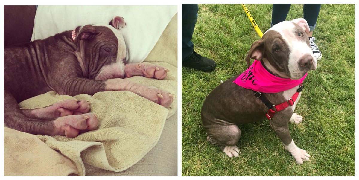 SacramentoSPCA's tweet photo. Three of the "Nifty Nine" Pittie pups with severe demodex are now healthy (and hairy!) and available for adoption!
All three have lived with cats and dogs in their foster homes, so don't miss your chance on finding a new best friend. 
#niftynine https://t.co/97EHrjUAEj