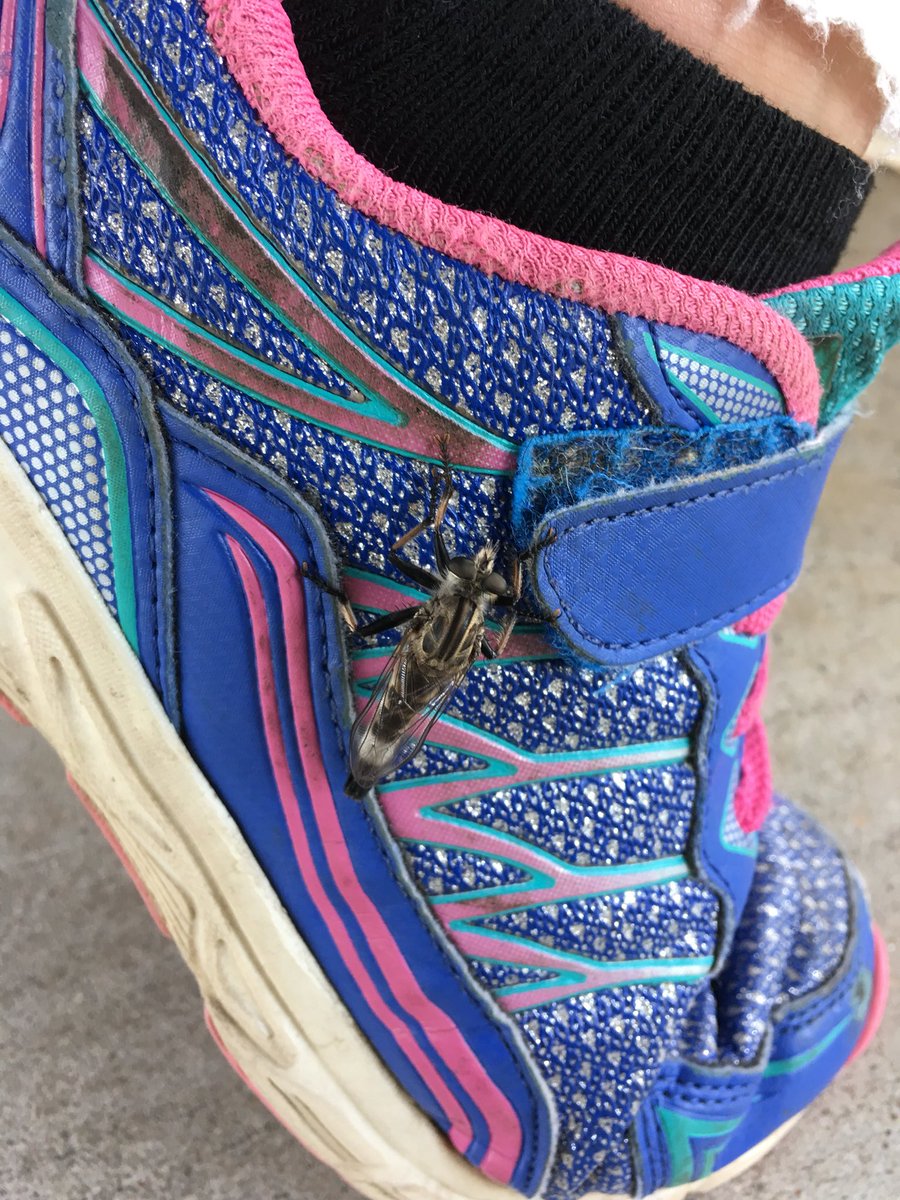 Our scavenger hunt for book characters became an unexpected science lesson when a little “friend” decided to join our class! We discussed living vs. nonliving, physical characteristics of an insect, and even named him “Leo!” Love this school!  <a href="/erikafletch84/">Erika Fletcher</a> <a href="/Buda_Bulldogs/">Buda Elementary</a>