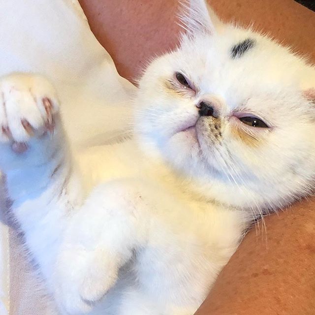 Aloha_Popoki's tweet photo. Aloha Nani Wahine! ๐บ
#kitten #babycat #exoticshorthair #flatfaceproblems #cousinnani #alohapopoki https://t.co/BSjXTCawYq https://t.co/5R7pp8pMFp