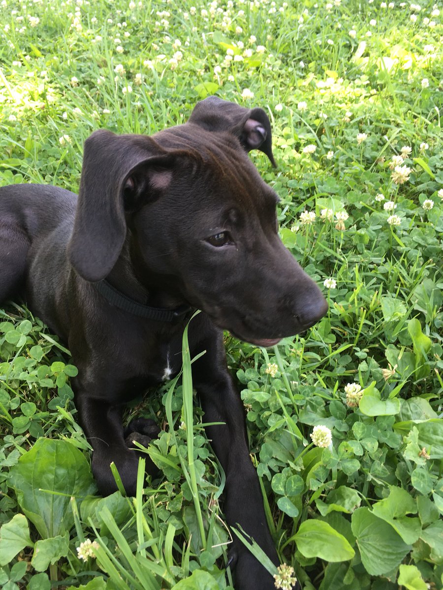 MiaKleine's tweet photo. @MoffGrand so excited to see my puppy! Also my family is currently watching a dog for a family friend that doesn’t have a home at the moment, so we will see if my family has adopted another dog by the time i get home! #writ1133du https://t.co/wdk1Tz0j8V