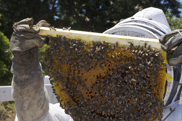 thebeekeeperman tweet picture
