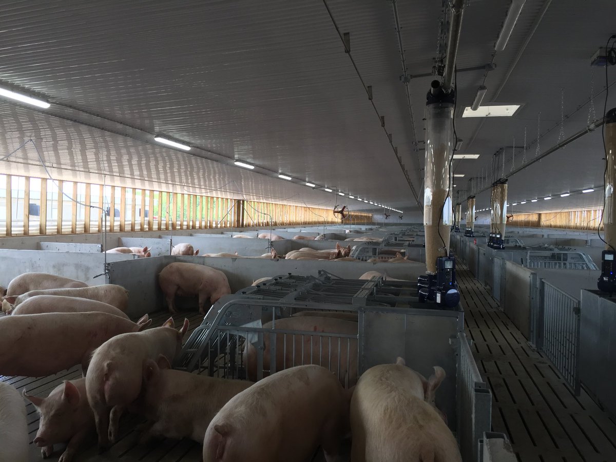 Finally loading our new loose housing facility with sows. The sows seem to be catching on quickly.