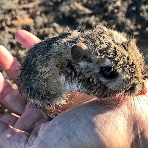¡Reapareció la rata canguro de San Quintín! Se trata de un pequeño roedor nativo de Norteamérica que se creía extinto (fue visto por última vez en 1986) y que ha sido redescubierto en Baja California. Mide unos 13 centímetros de largo.