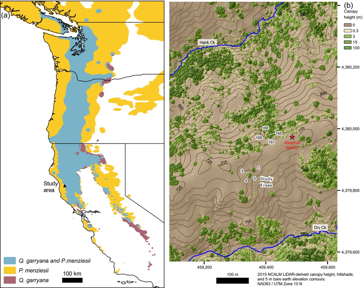 ESAEcosphere's tweet photo. #Ecophysiological controls on #distribution of Oregon white #oak. #Quercusgarryana #drought
https://t.co/oqlCRHvVFe https://t.co/hwsSv2qofy