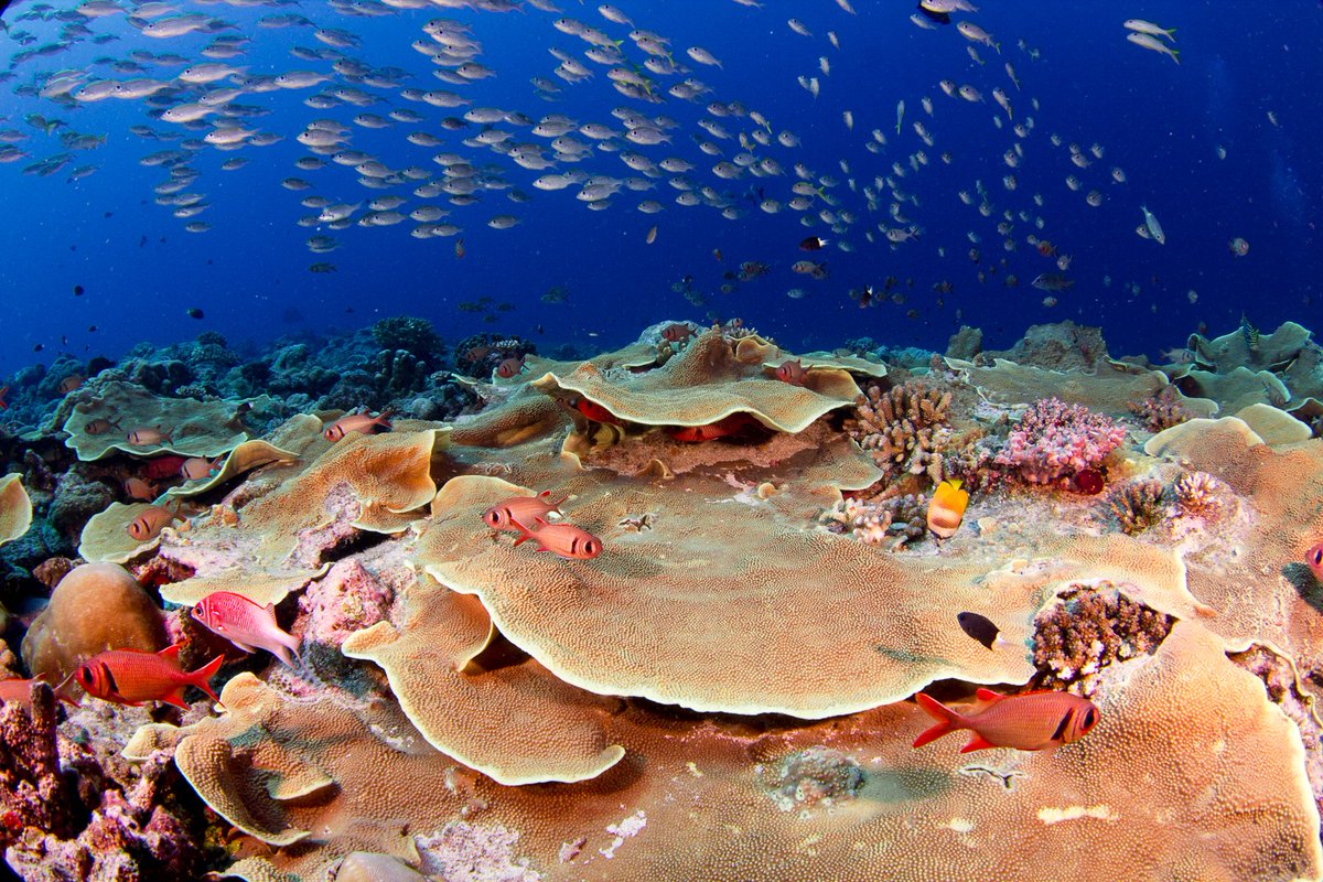 StephStoneSF's tweet photo. Let's hold off on that obituary. Some coral reefs are thriving, and the @100islchallenge team thinks those reefs have something to teach us. Words by @ptullis, 📸 by Brian Zgliczynski for @bioGraphic https://t.co/hyn2bjrPQE 
#HopeforReefs https://t.co/66Lhq9AKu2