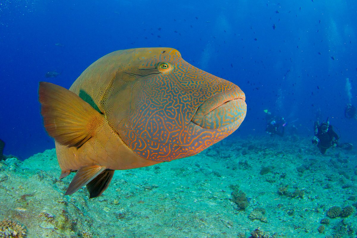 StephStoneSF's tweet photo. Let's hold off on that obituary. Some coral reefs are thriving, and the @100islchallenge team thinks those reefs have something to teach us. Words by @ptullis, 📸 by Brian Zgliczynski for @bioGraphic https://t.co/hyn2bjrPQE 
#HopeforReefs https://t.co/66Lhq9AKu2