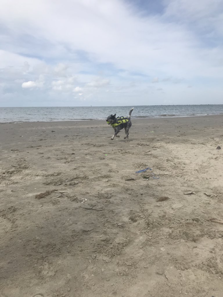 Jonny_Jonn97's tweet photo. Can you tell he loved the beach??💞 https://t.co/jOS1EJWeU7