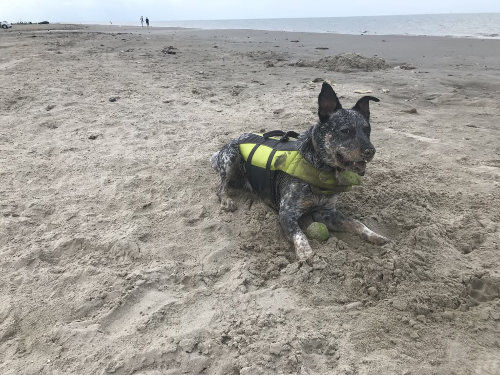 Jonny_Jonn97's tweet photo. Can you tell he loved the beach??💞 https://t.co/jOS1EJWeU7