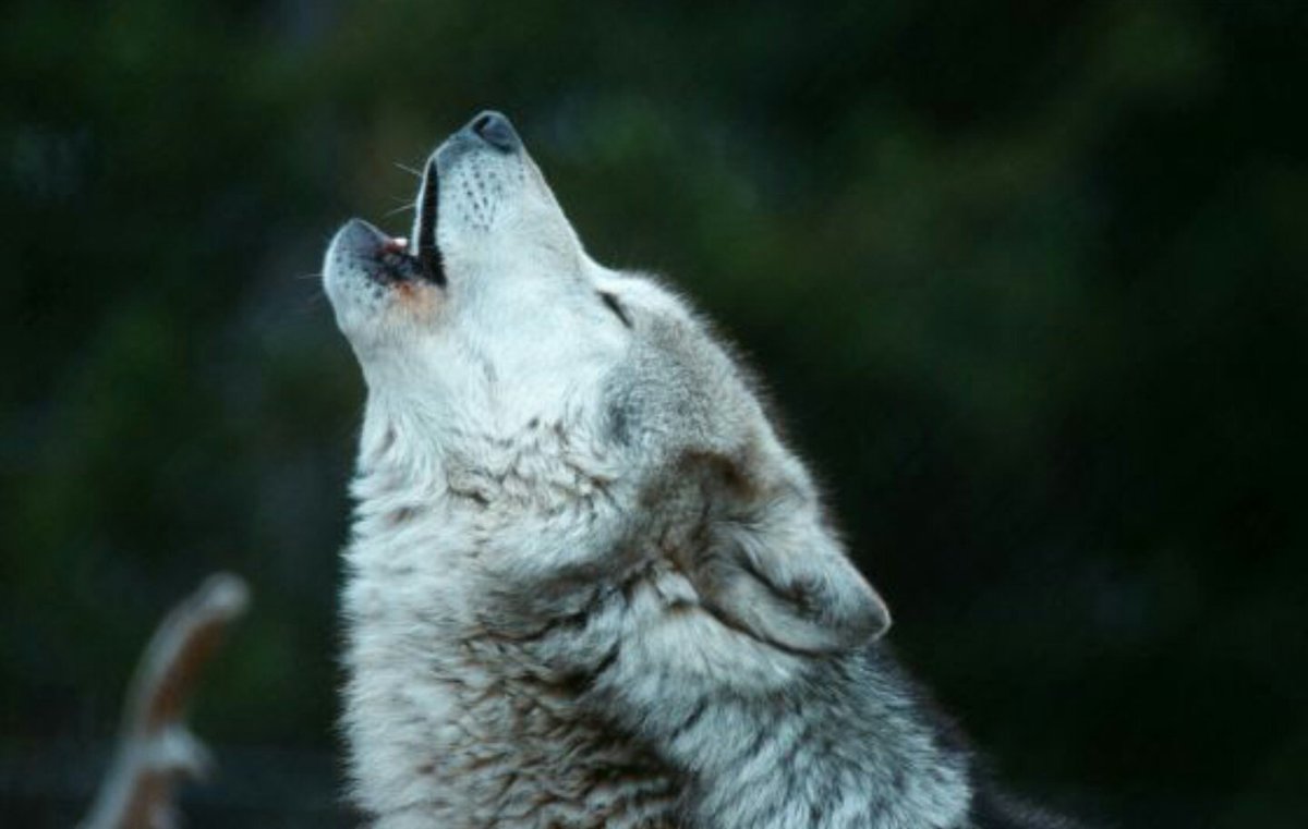 _WildNorth_'s tweet photo. Envenenados, ahorcados, atropellados o expuestos como trofeos de caza. Así término la vida de entre 500 y 600 lobos ibéricos en España en 2017. Es la primera aproximación sobre la mortalidad no natural de la especie en territorio peninsular. SUBASTADOS PARA MORIR. 
@ODSprof https://t.co/gjkREKIOCP