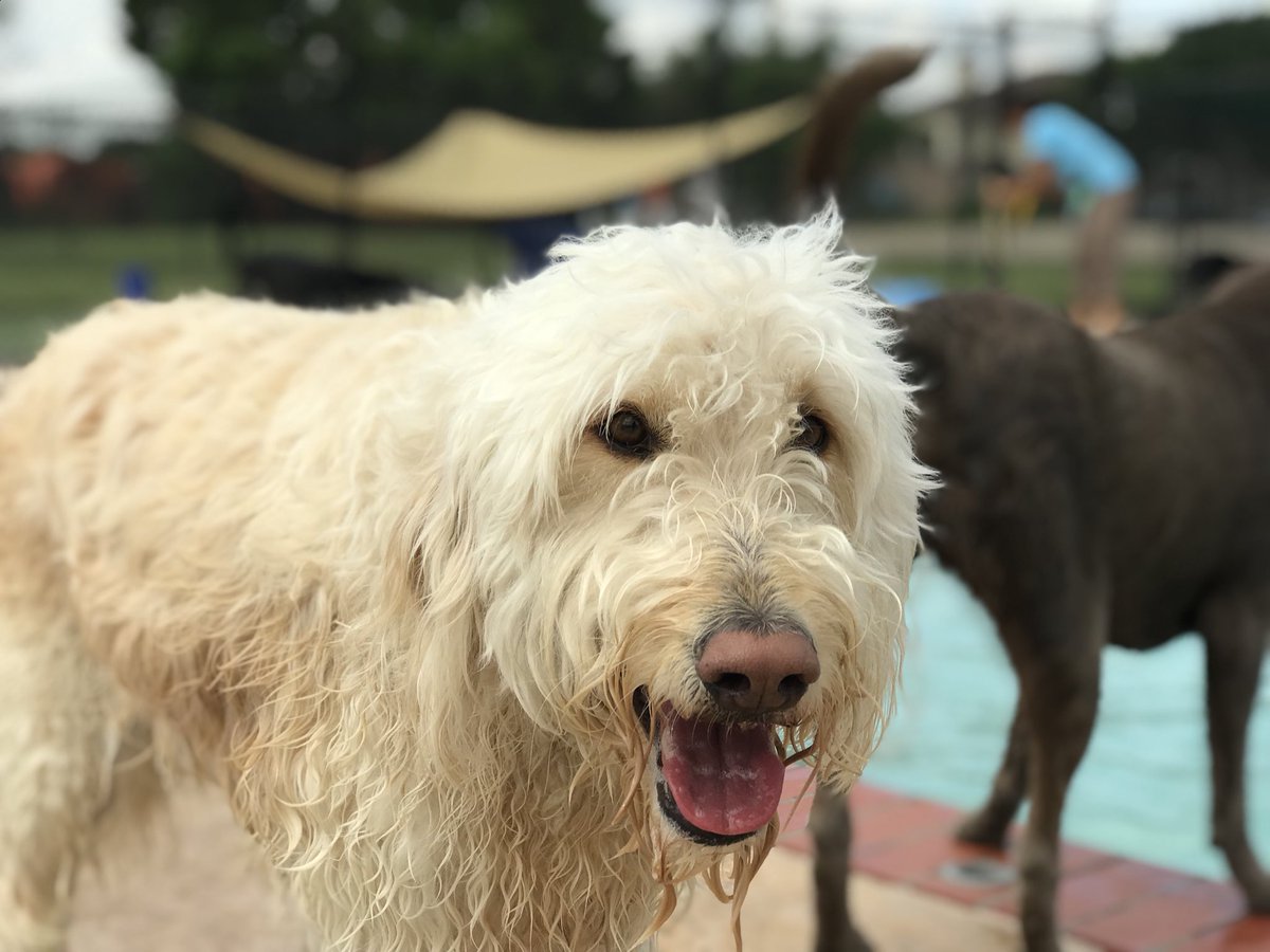 PPRCuster's tweet image. 🎊Pet of the Week🎊
Everybody meet Scout! She brightens each and every one of our days. We love you Scout!