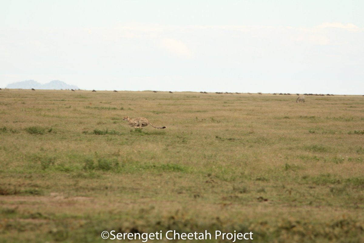 SerengetiCheeta's tweet photo. #DM232FC at her full stretch this afternoon around Naabi gate. The hunt was unsuccessful though!! π₯π₯π₯
#serengeticheetahs #cheetahhunts #gazelle #naabigate #fastestsprinter #spottycats
@SerengetiCheeta @SarahMDurant @OfficialZSL @WCSTanzania https://t.co/klloEc0peP