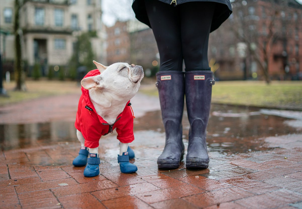 UnleashedLife's tweet photo. ☔️ or ☀️, these boots were made for wagging! Head over to https://t.co/myUIvfW0JT  and check out our all-new WagWellies™.

Discover all five new colors today! https://t.co/fCFwsxLkRs
#weeklyfluff  #rainy #rainydays #unleashedlife #theartofslowliving #frenchbulldog  #rainboot https://t.co/8PwAnzhCH4