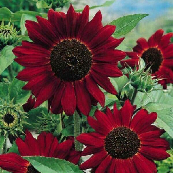 sunflowerlust's tweet photo. VELVET RED SUNFLOWERS THO 😍 https://t.co/lY1AkLEfCC