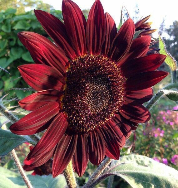 sunflowerlust's tweet photo. VELVET RED SUNFLOWERS THO 😍 https://t.co/lY1AkLEfCC