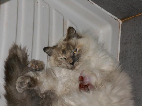 Alerte Animaux Perdu On Twitter Perdu Chat Blanc Crème