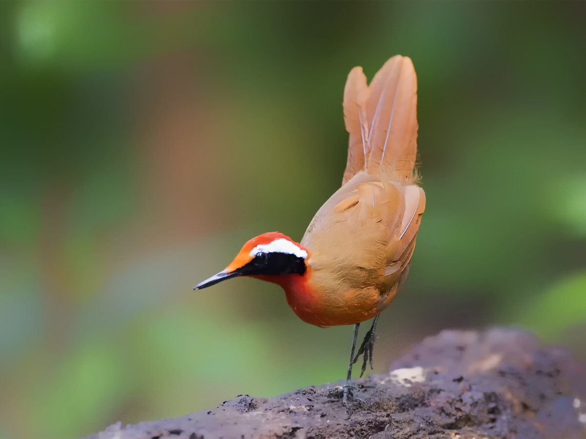 Malaysian rail-babbler lives on the floor of forests. It is rarely seen. Its shyness and secretiveness has also made it hard to study the bird. #birdwatching #birds #birding #BirdPhotography
Credit: Johnson