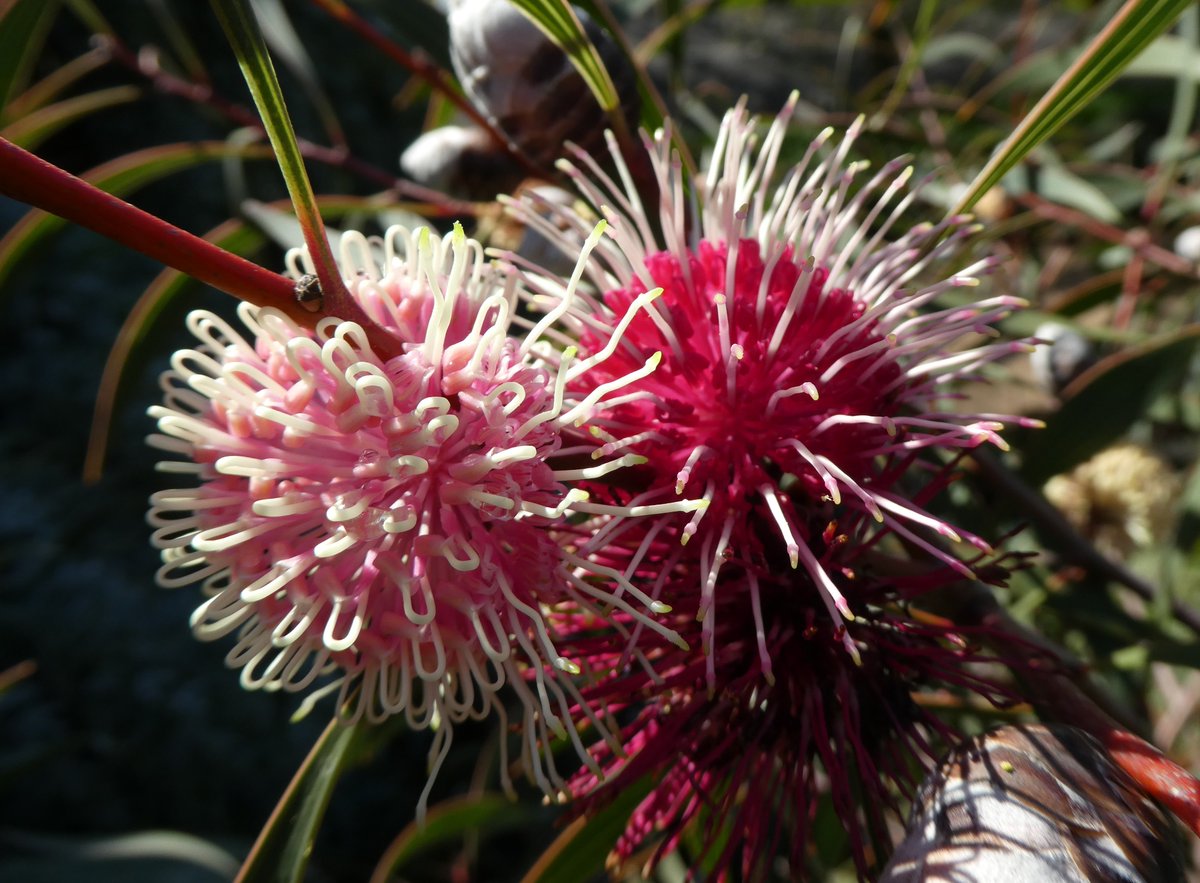 peter_e_symes's tweet photo. Hakea laurina 'Weeping Form' - original species from Western Australia - quite difficult to photo this plant growing on steep, rocky escarpment-  perched above the #tantrack @RBG_Victoria https://t.co/PhKdoHYPDN
