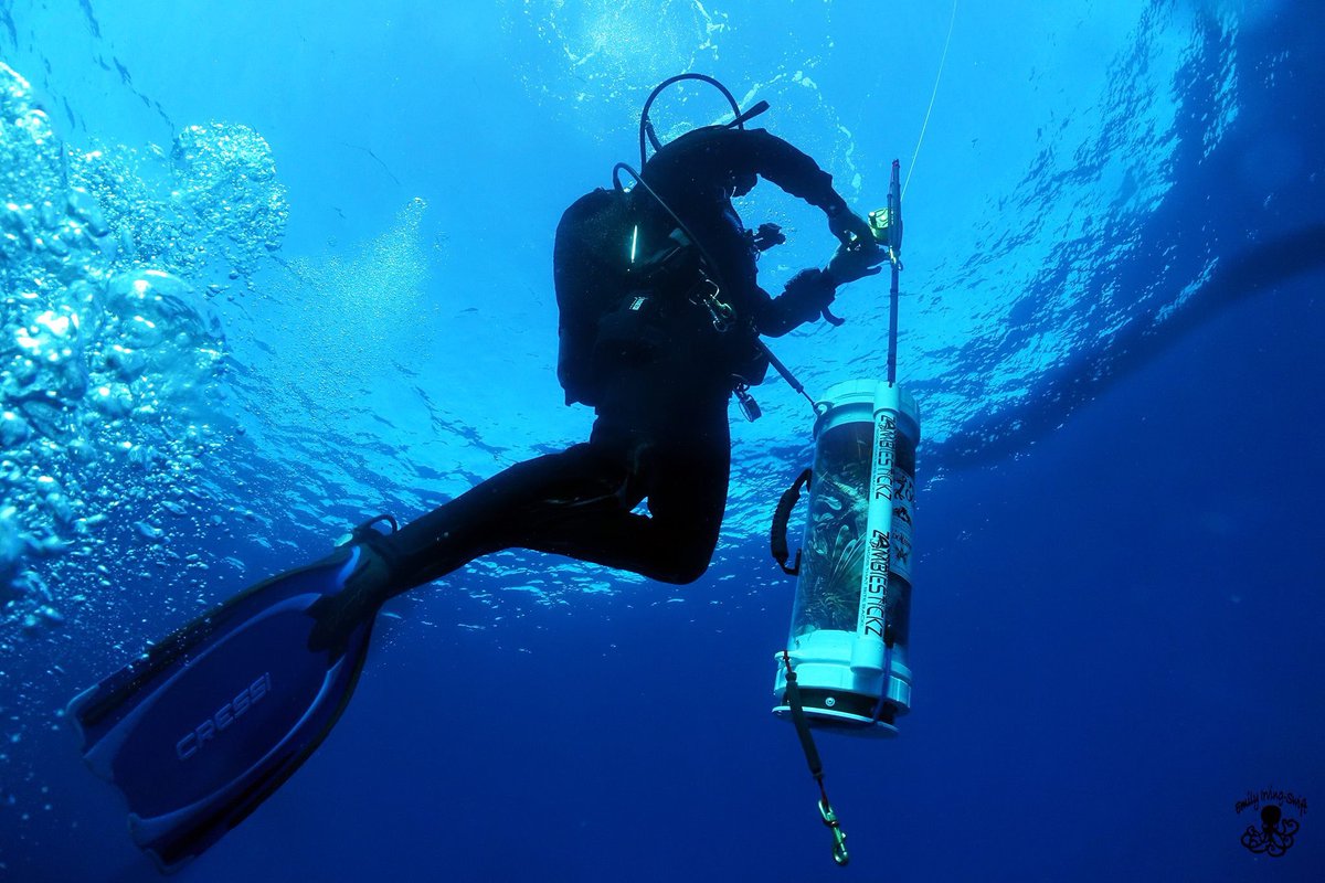 AthinaSporting's tweet photo. @AthinaSporting is sstarting Zookeeper Europe in association with the original and best Zookeeper in Florida. #spearfish #lionfish !! https://t.co/DyrmwNgNhh