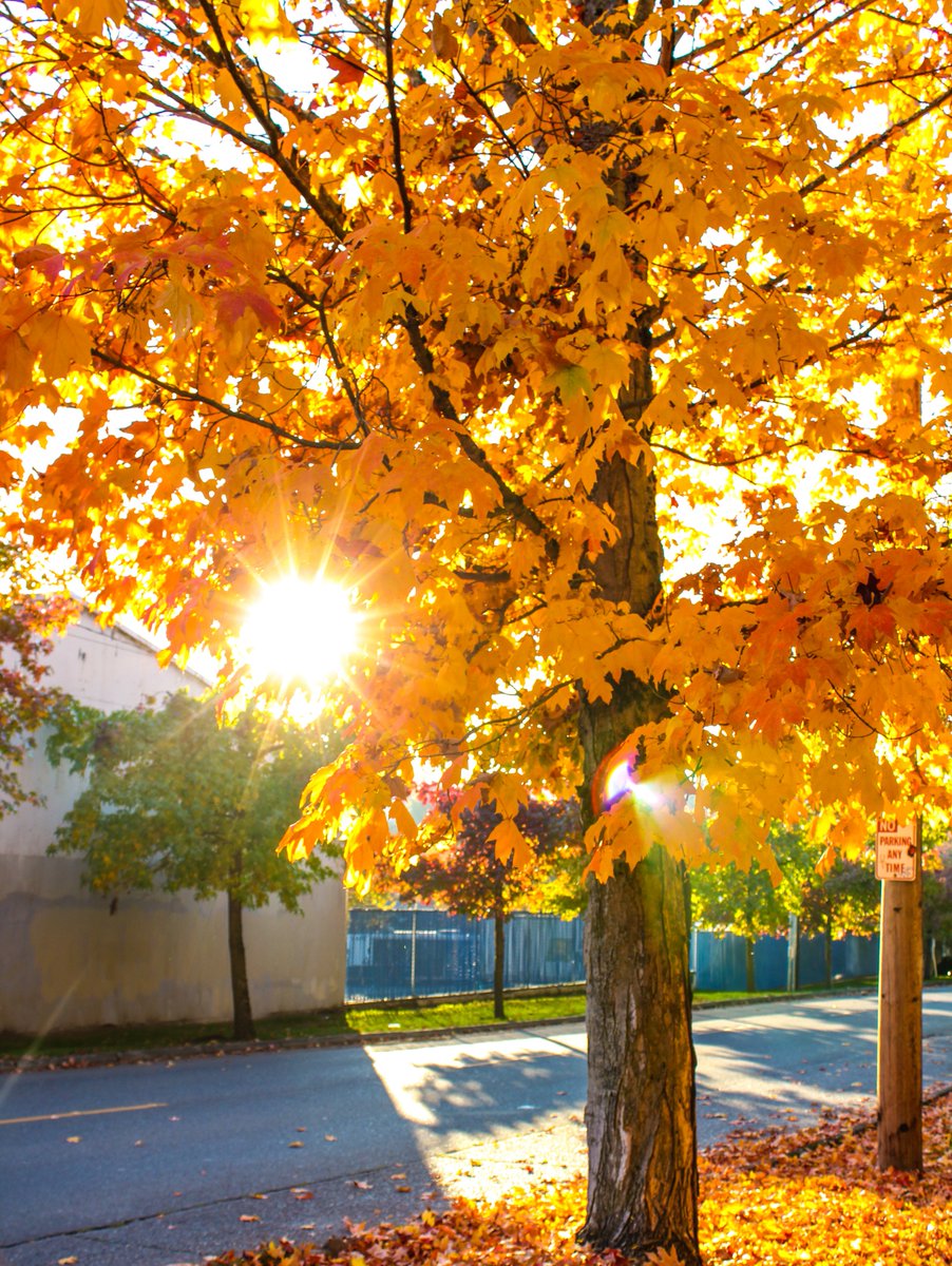 Only a few weeks left to view our student's photography at the WA State Convention Center. A BIG thank you to Diana from the Office Services/Projects team for helping make this exhibit happen for Youth in Focus!
Photo: Scarlett D.-H., Youth in Focus student and on display