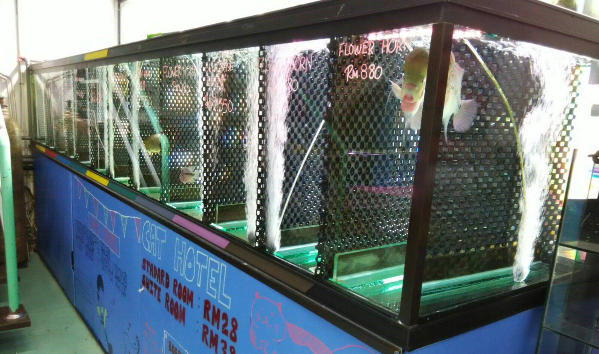 ACF_ENV's tweet image. Did you know that R-Tank panels have a couple uses? One of our favorites is in Australia’s SEA LIFE Sydney Aquarium. R-Tank panels are used in the hatchery, to separate fish in the same tank, as well as provide shelter for baby fish. #RTank #letsgetitdone #funfact #didyouknow