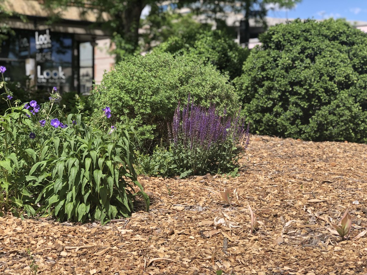 frontrangecprca's tweet photo. Beautiful flowers, #SummerIsHere #Temecula #SoCal #cprfirstaid #Wilderness #photooftheday https://t.co/WXNBDDS00o