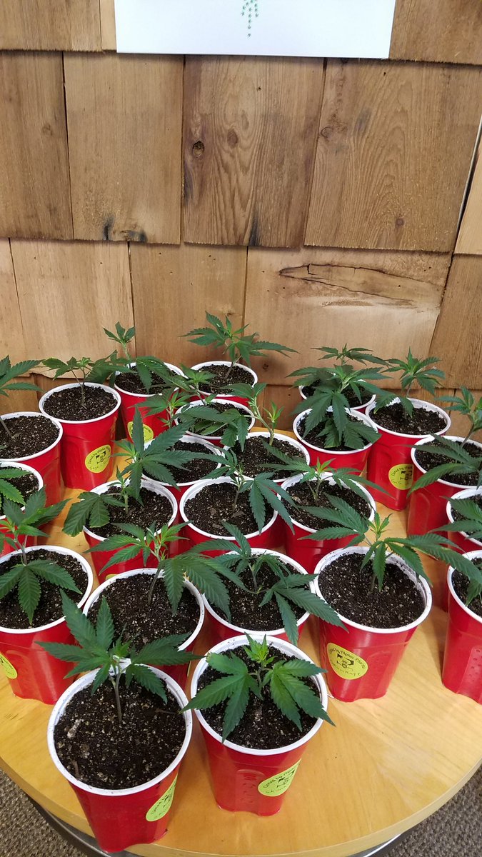 GreendoorBangor's tweet photo. We got clones, and lots of em! Sage n sour, SNS2, ALPHA cake, Dkunkage, and GMO. https://t.co/XOiJF6JnD5