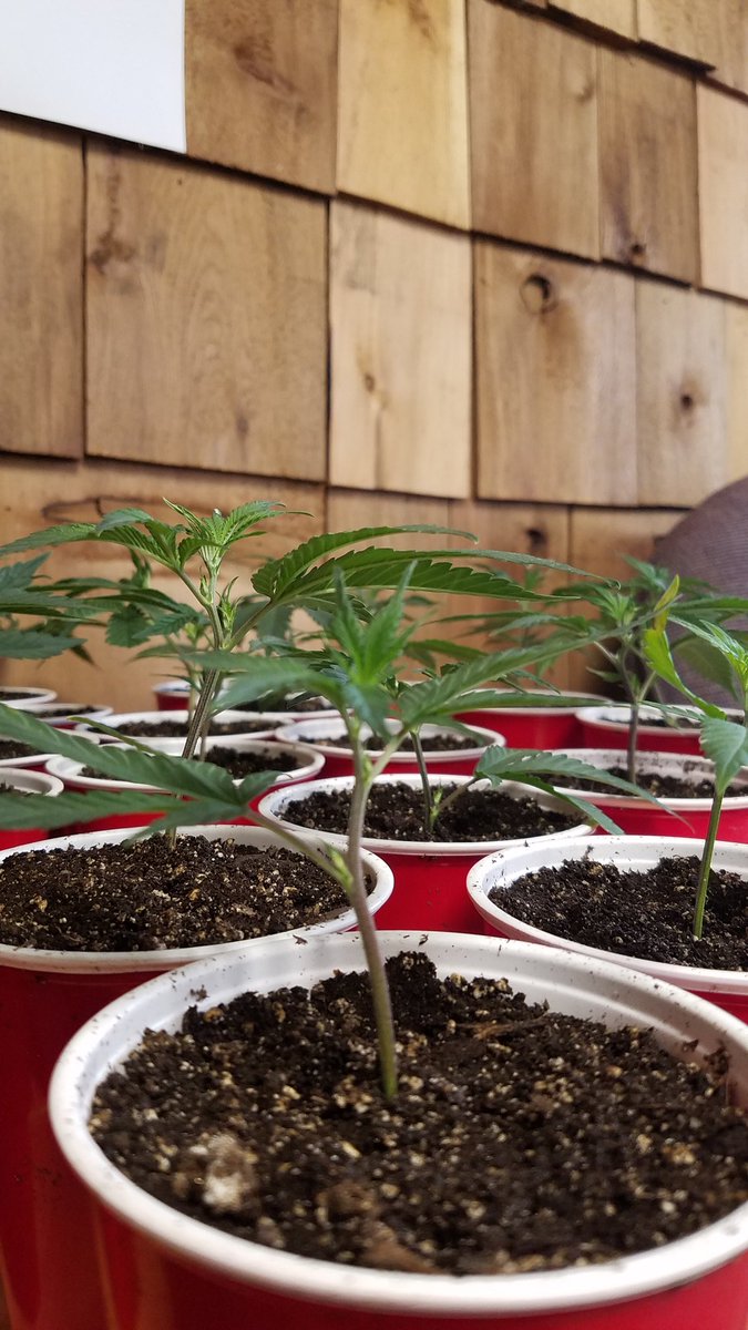 GreendoorBangor's tweet photo. We got clones, and lots of em! Sage n sour, SNS2, ALPHA cake, Dkunkage, and GMO. https://t.co/XOiJF6JnD5