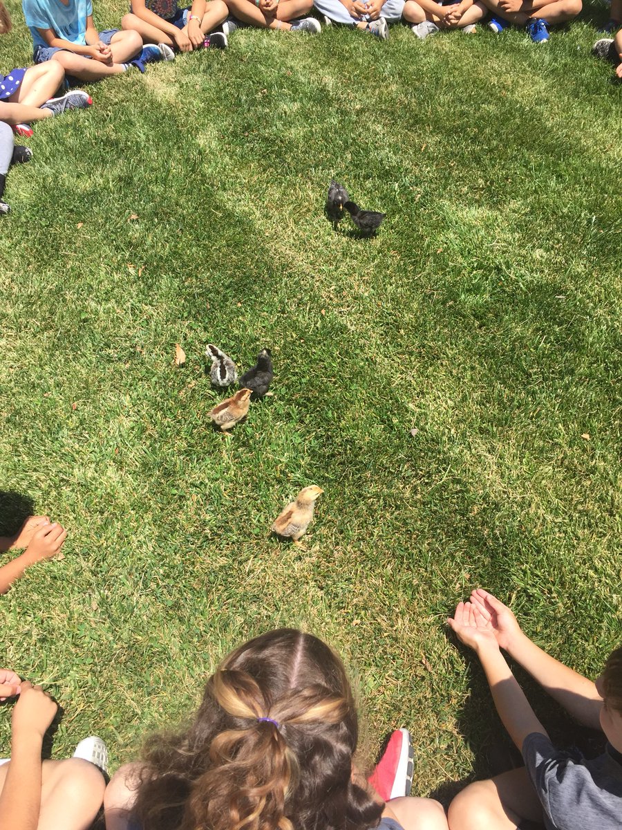TeachMrsGibbs's tweet photo. Saying goodbye to our chicks. @rcsdblueoaks #rcsdchampions https://t.co/fKYeAcuz3j